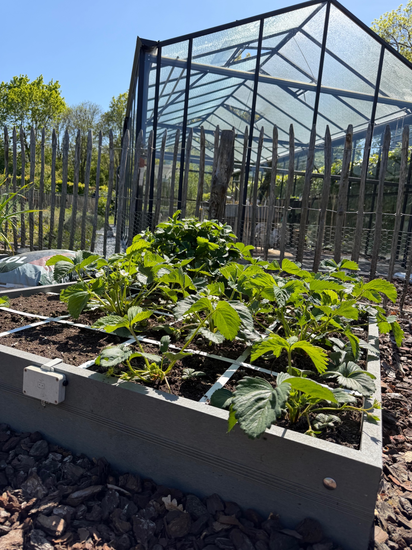 Aardbeienbed voor de serre