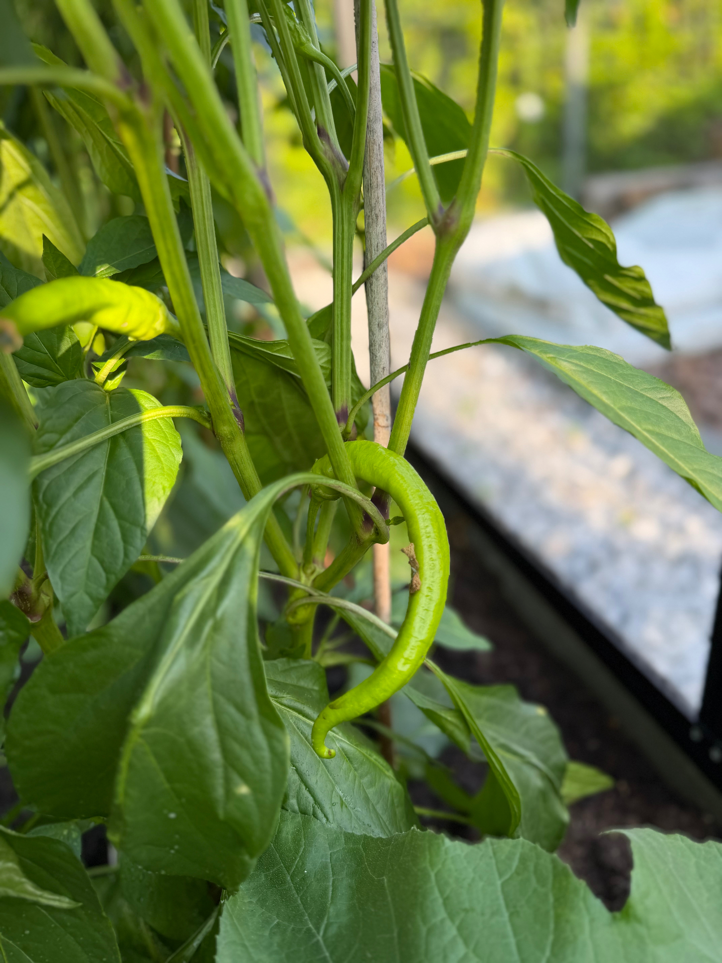 Een lange groene peper tussen het blad aan de plant