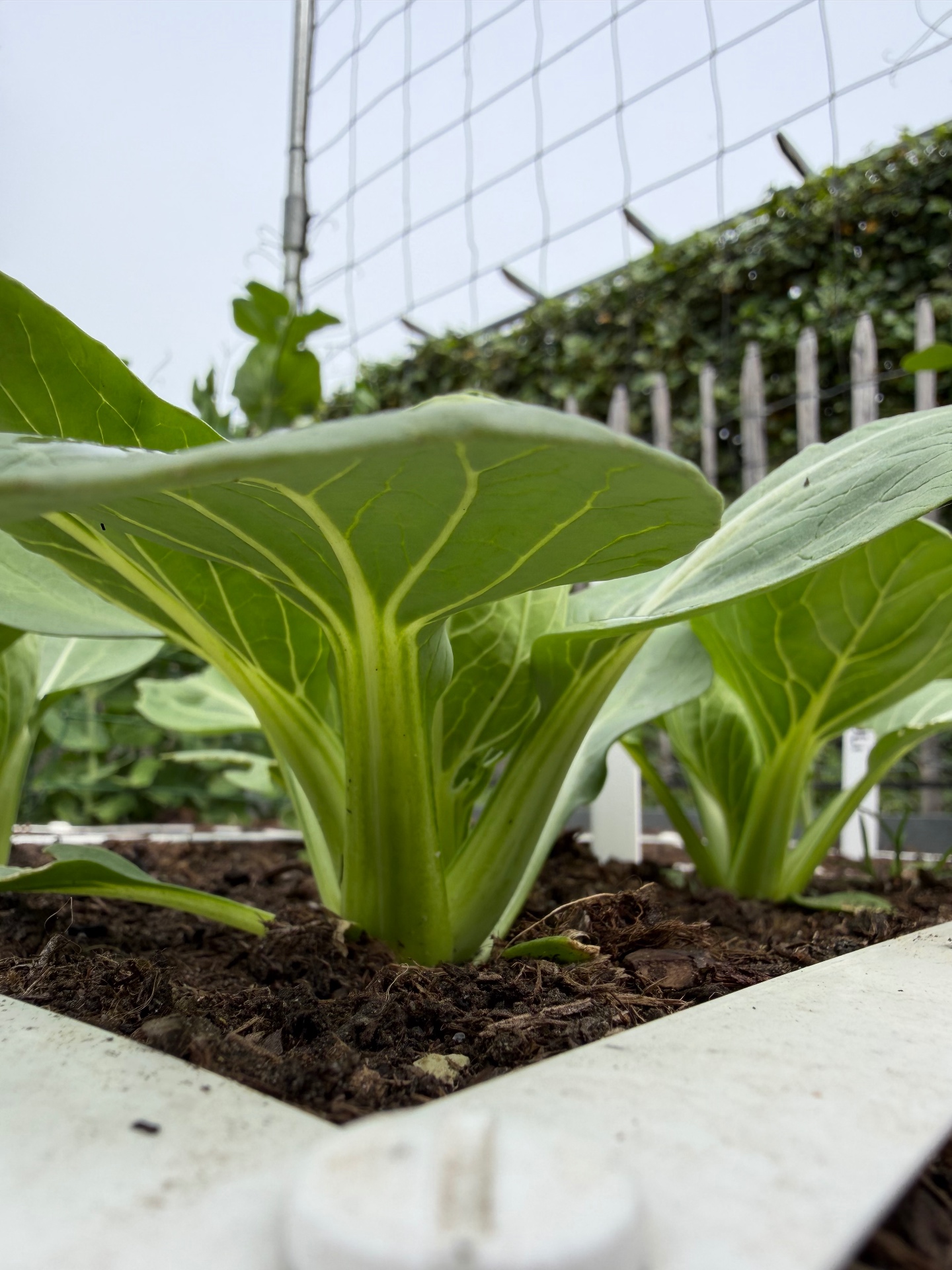 Paksoi-planten in vers tuinaarde